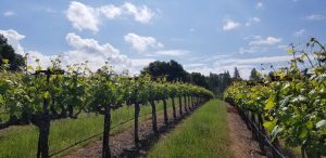 vineyard, vines, grapes
