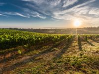 Sunrise, Vineyard, Vines